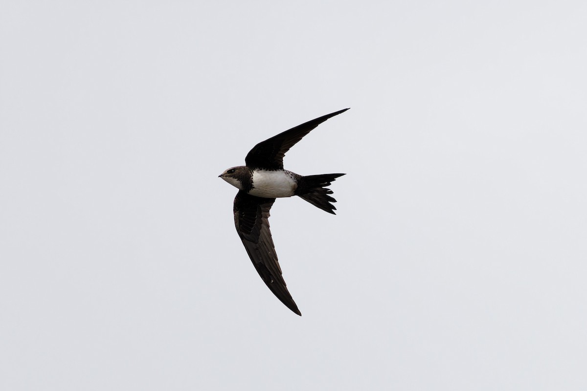 Alpine Swift - ML549131291