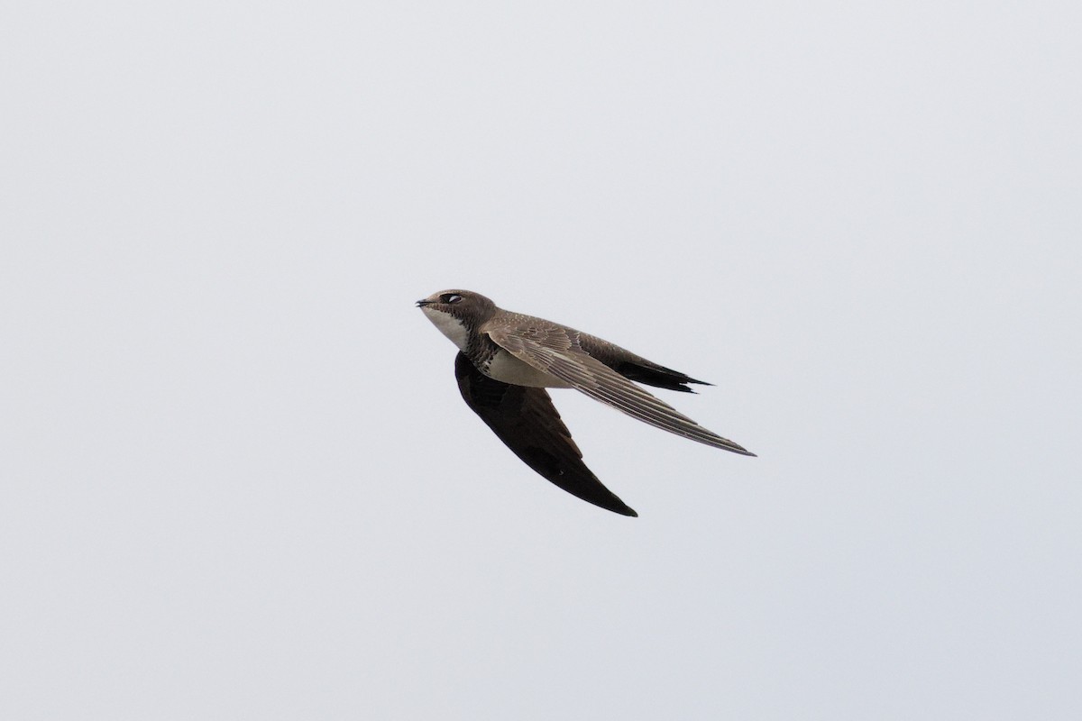 Alpine Swift - Matthew Mellor