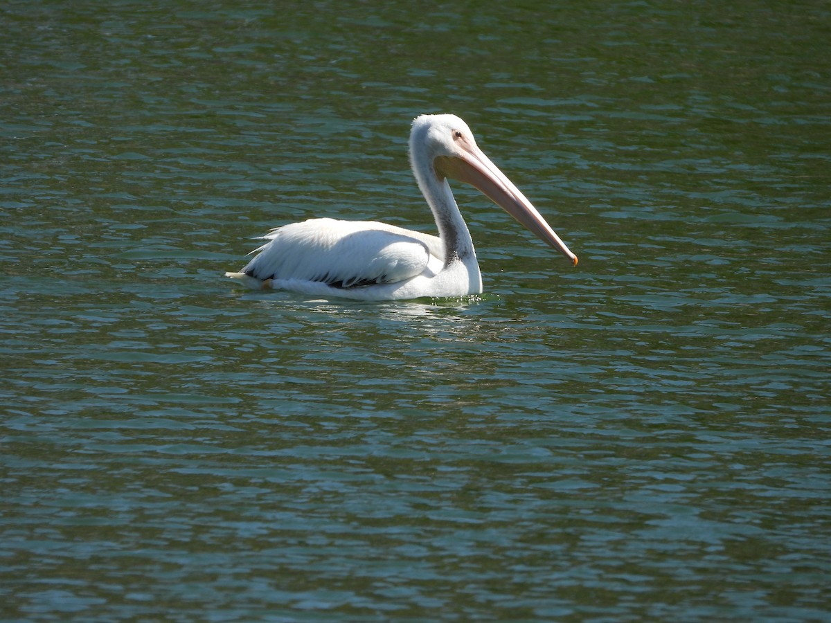 American White Pelican - Ben Azar