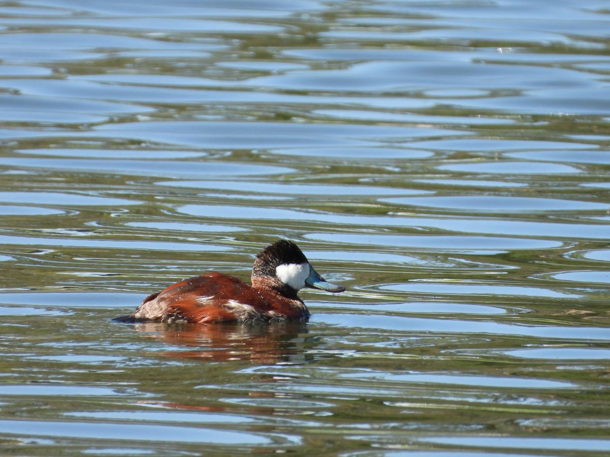 Ruddy Duck - ML549132141