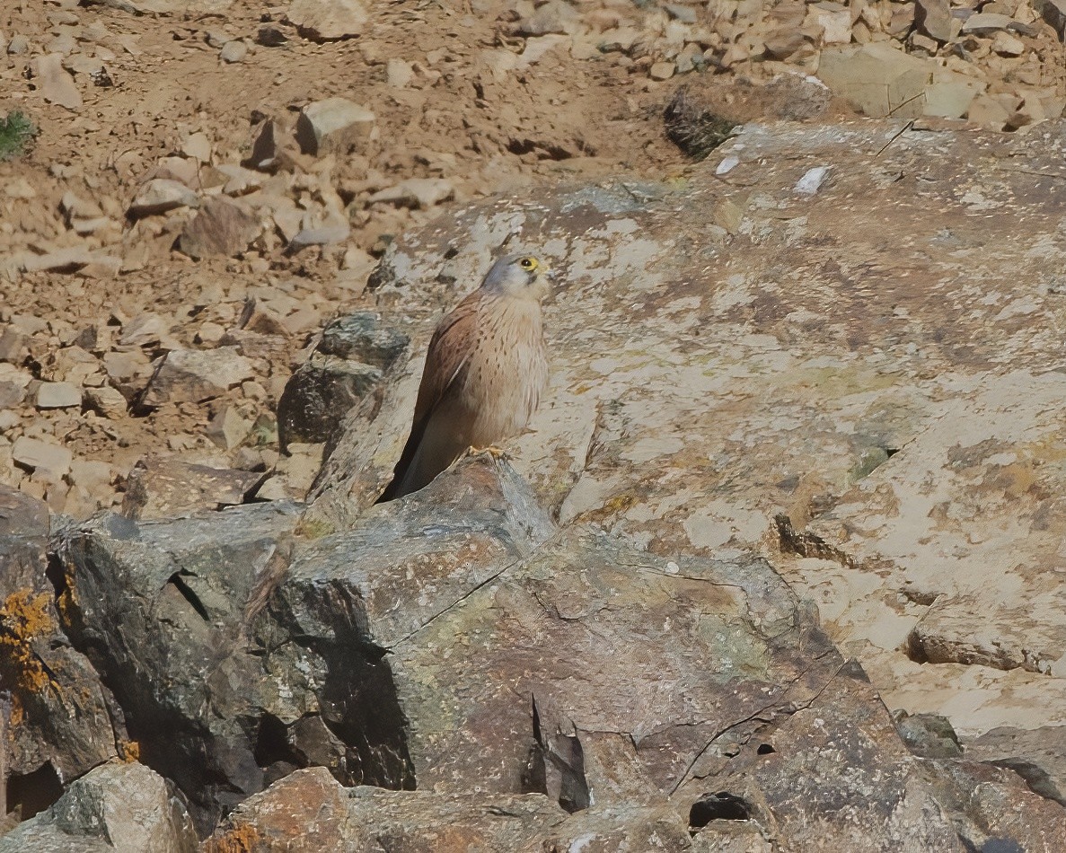 Eurasian Kestrel - ML549132301