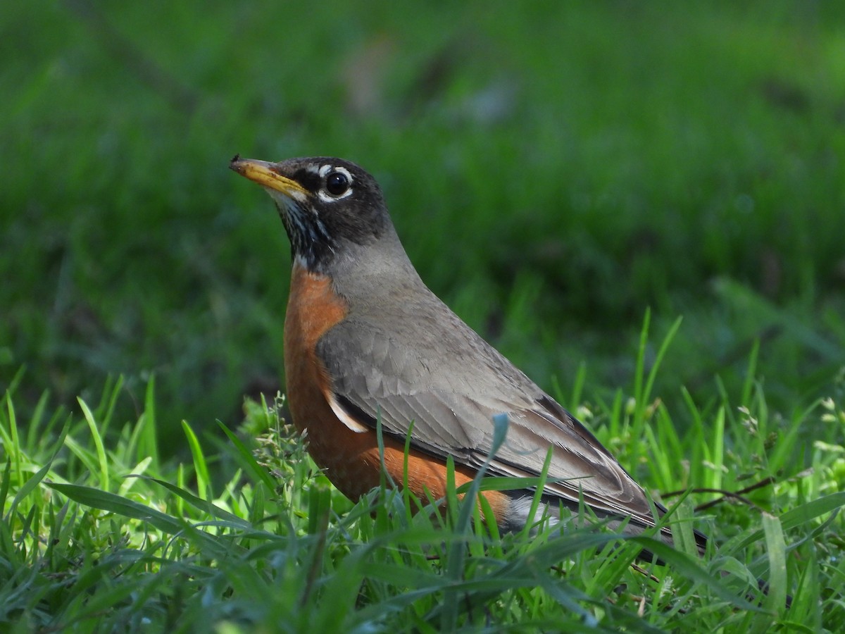 American Robin - ML549132421