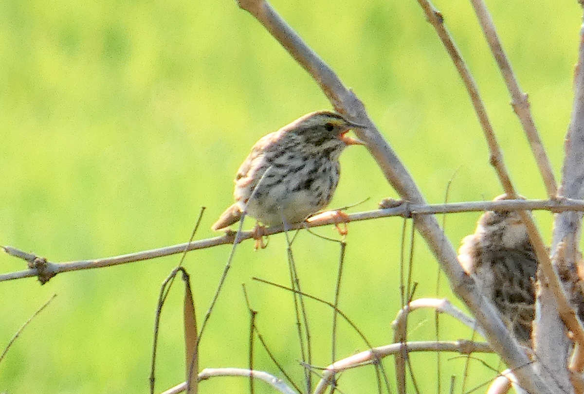 Savannah Sparrow - ML549133031