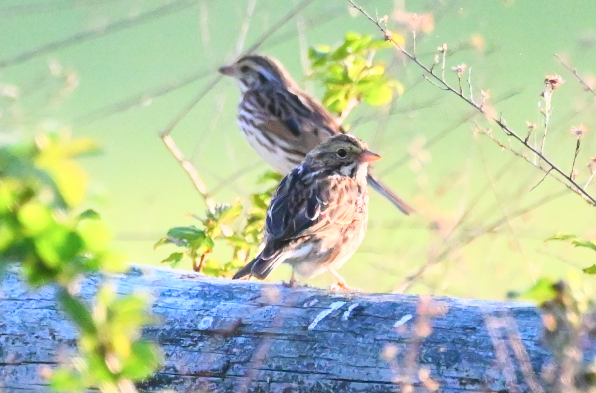 Savannah Sparrow - ML549133181