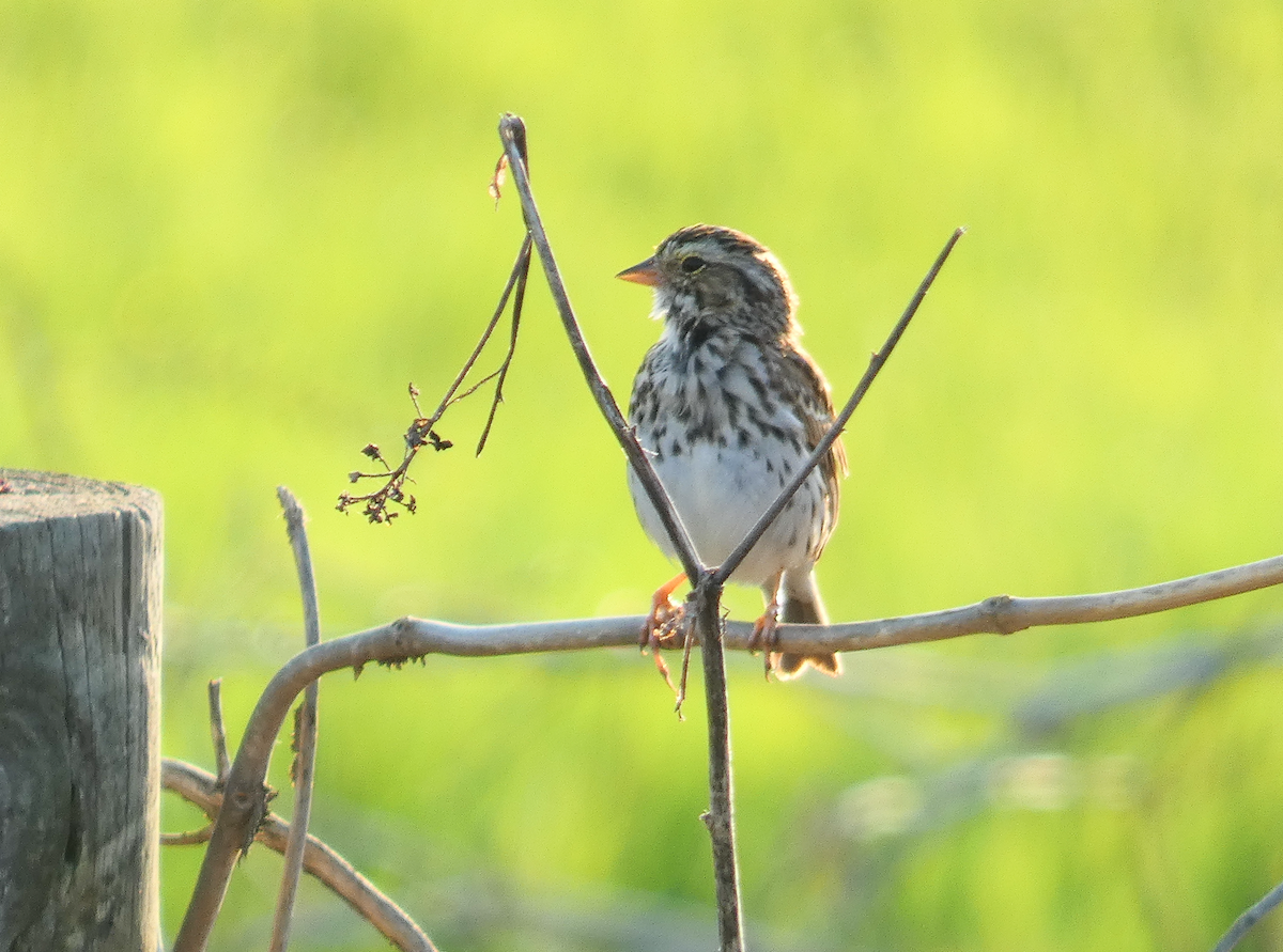 Savannah Sparrow - ML549133201