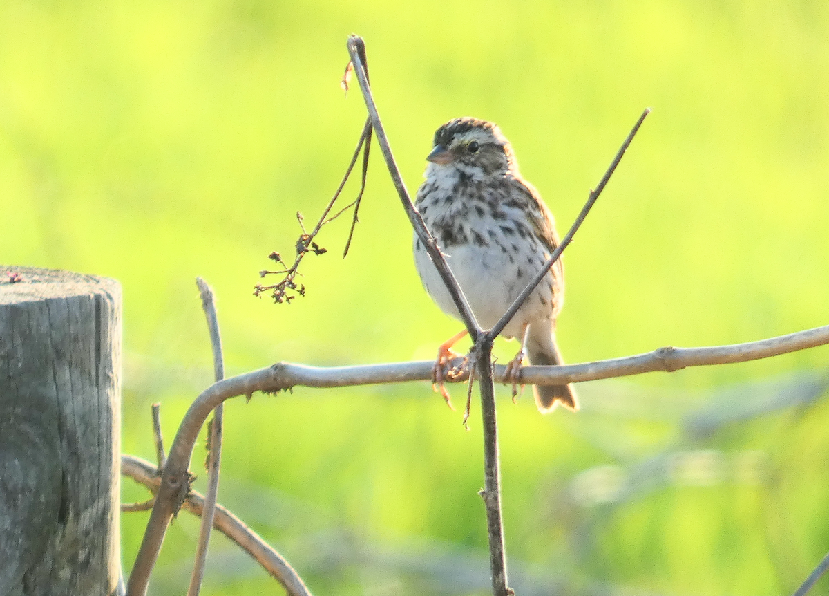 Savannah Sparrow - ML549133211