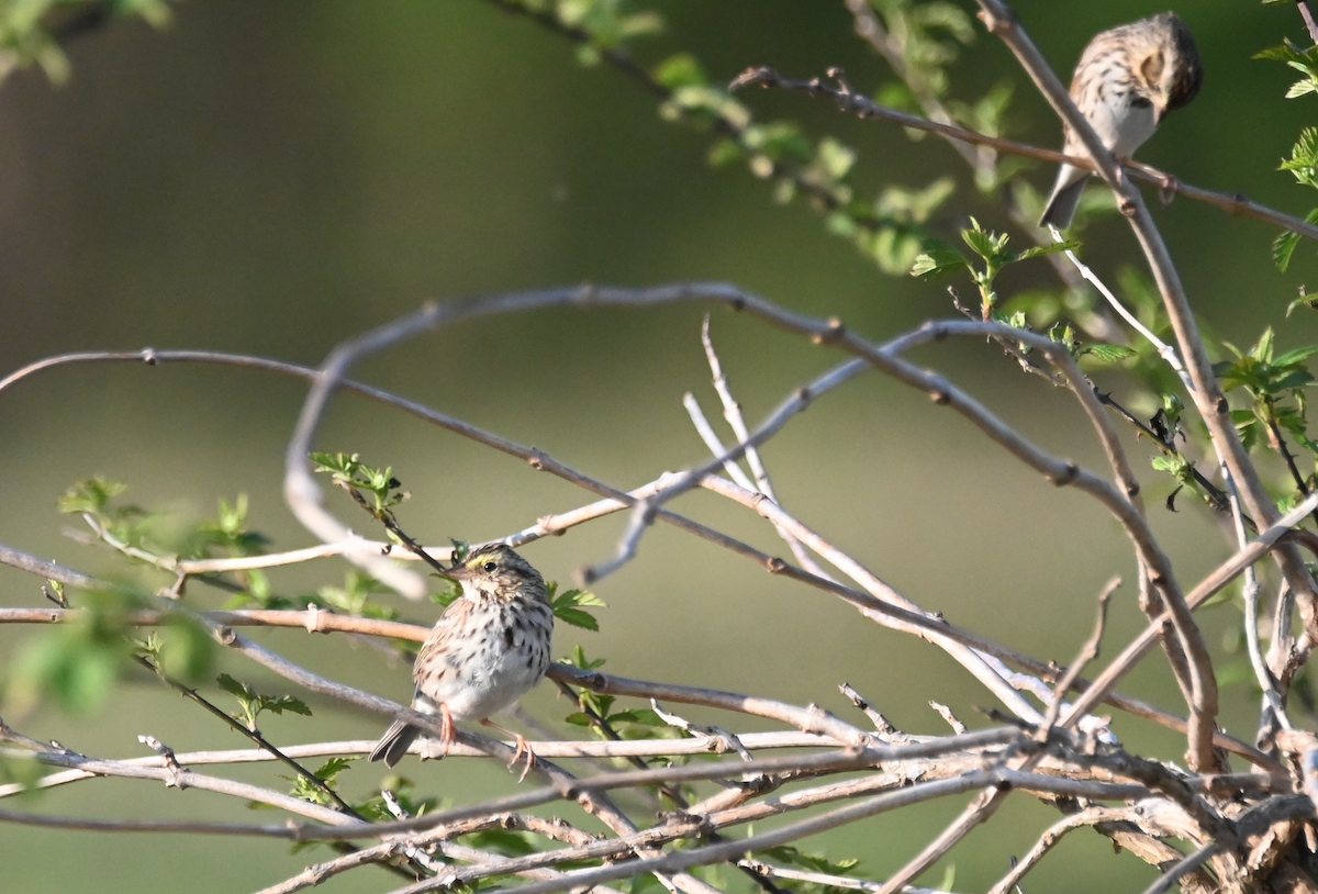 Savannah Sparrow - ML549133221