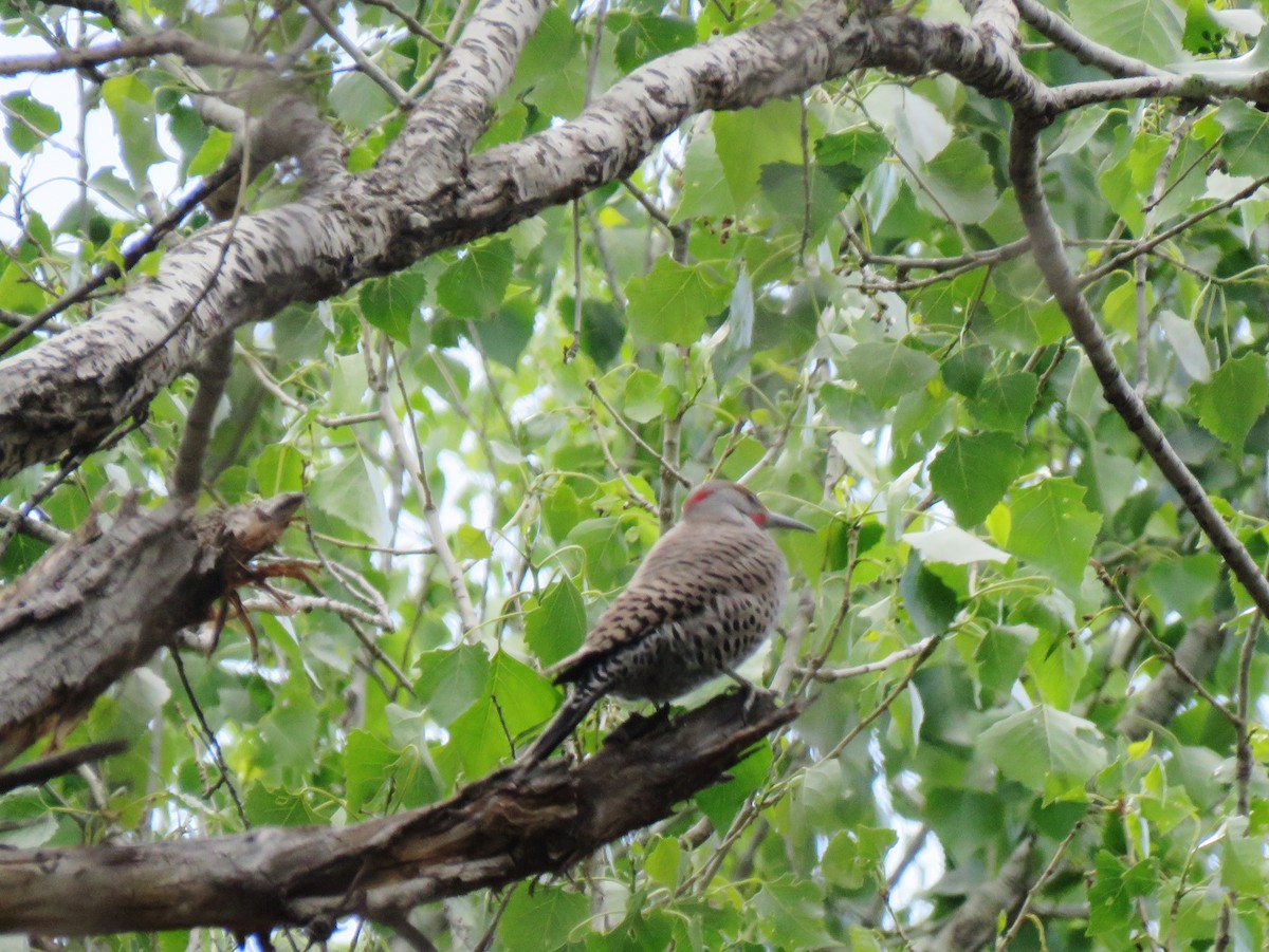 Northern Flicker (Yellow-shafted x Red-shafted) - ML549133311