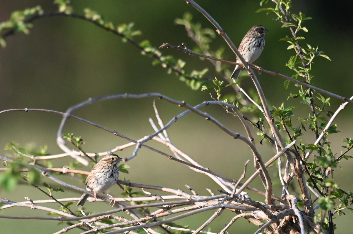 Savannah Sparrow - ML549133331
