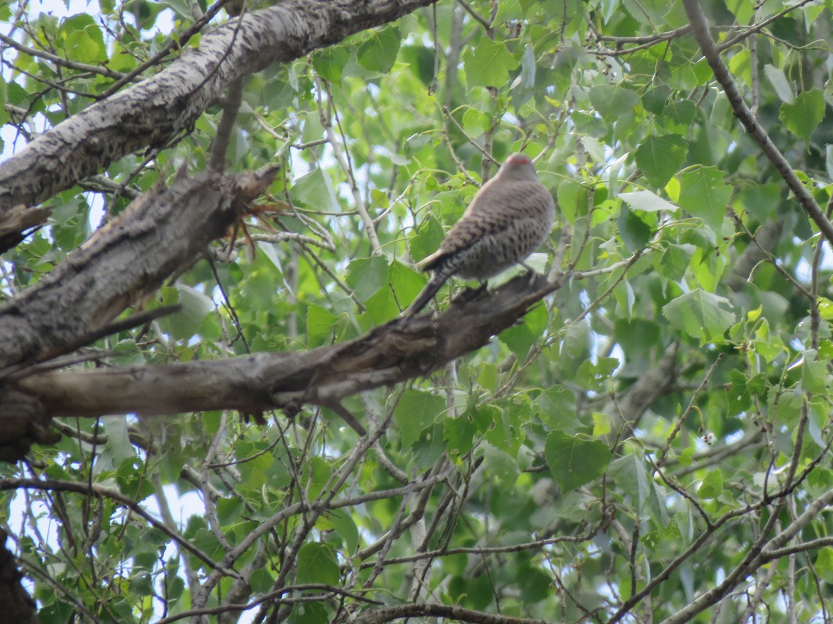 Northern Flicker (Yellow-shafted x Red-shafted) - ML549133371