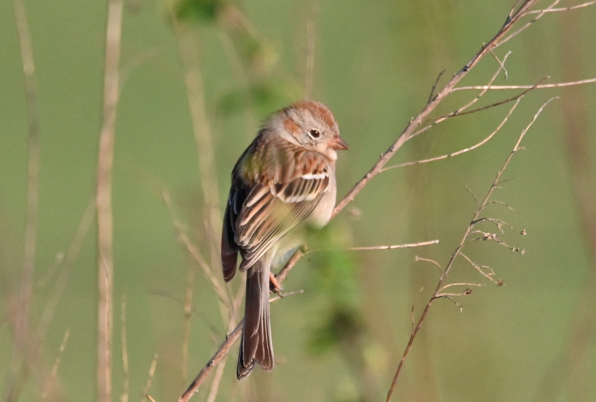 Field Sparrow - ML549133411