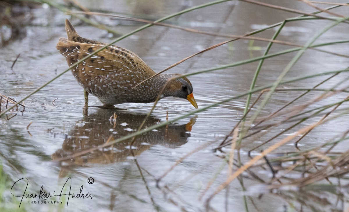 Spotted Crake - ML549133421