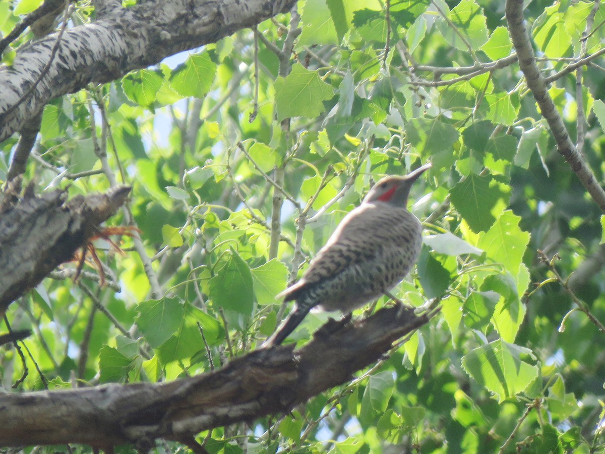 Northern Flicker (Yellow-shafted x Red-shafted) - ML549133481