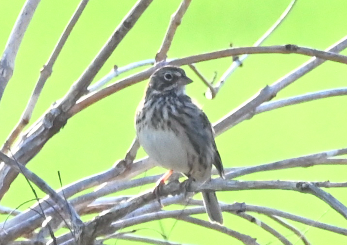Vesper Sparrow - ML549133521