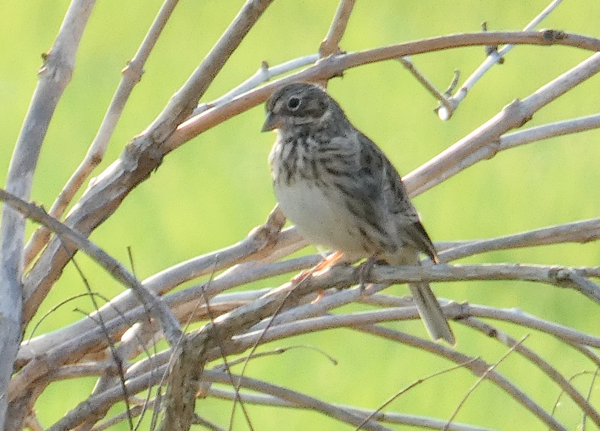 Vesper Sparrow - ML549133591