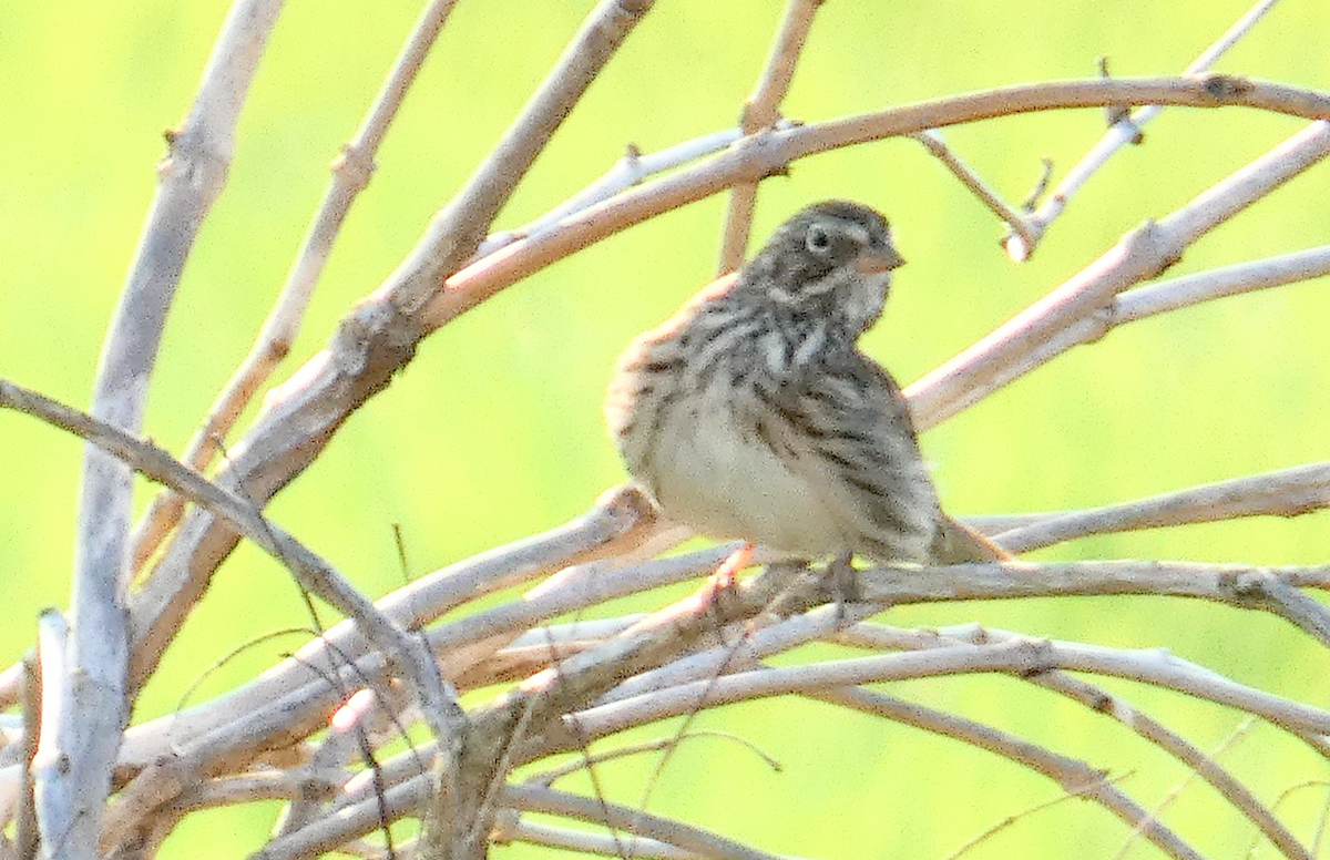 Vesper Sparrow - ML549133601