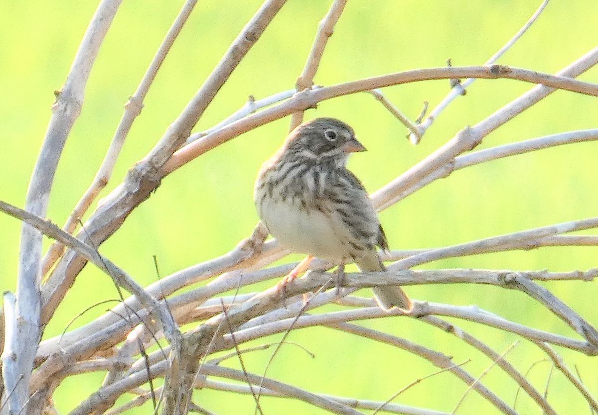 Vesper Sparrow - ML549133611