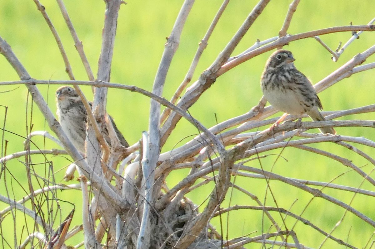 Vesper Sparrow - ML549133691
