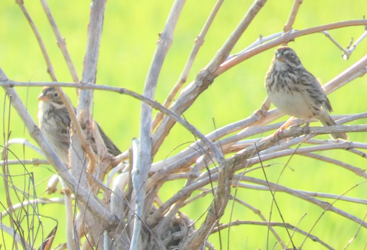 Vesper Sparrow - ML549133701