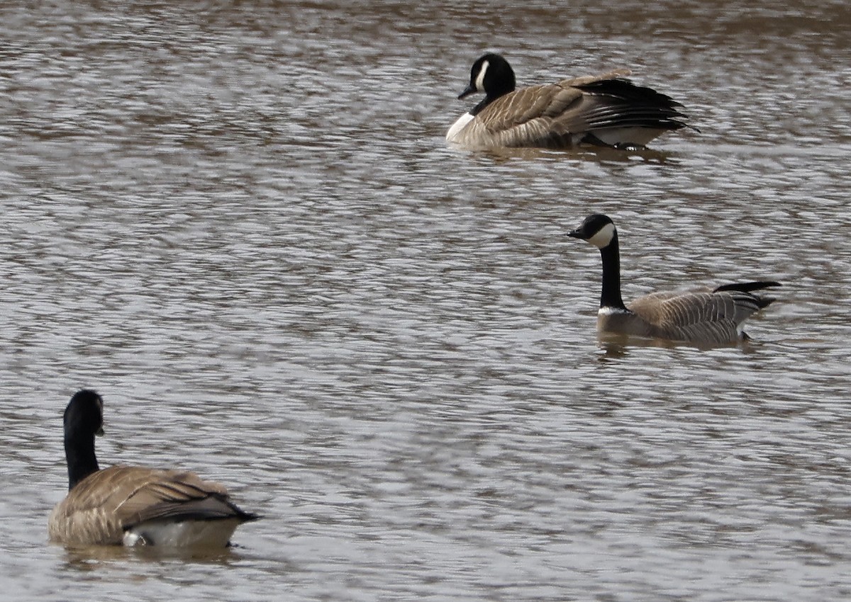 Cackling Goose - ML549134671