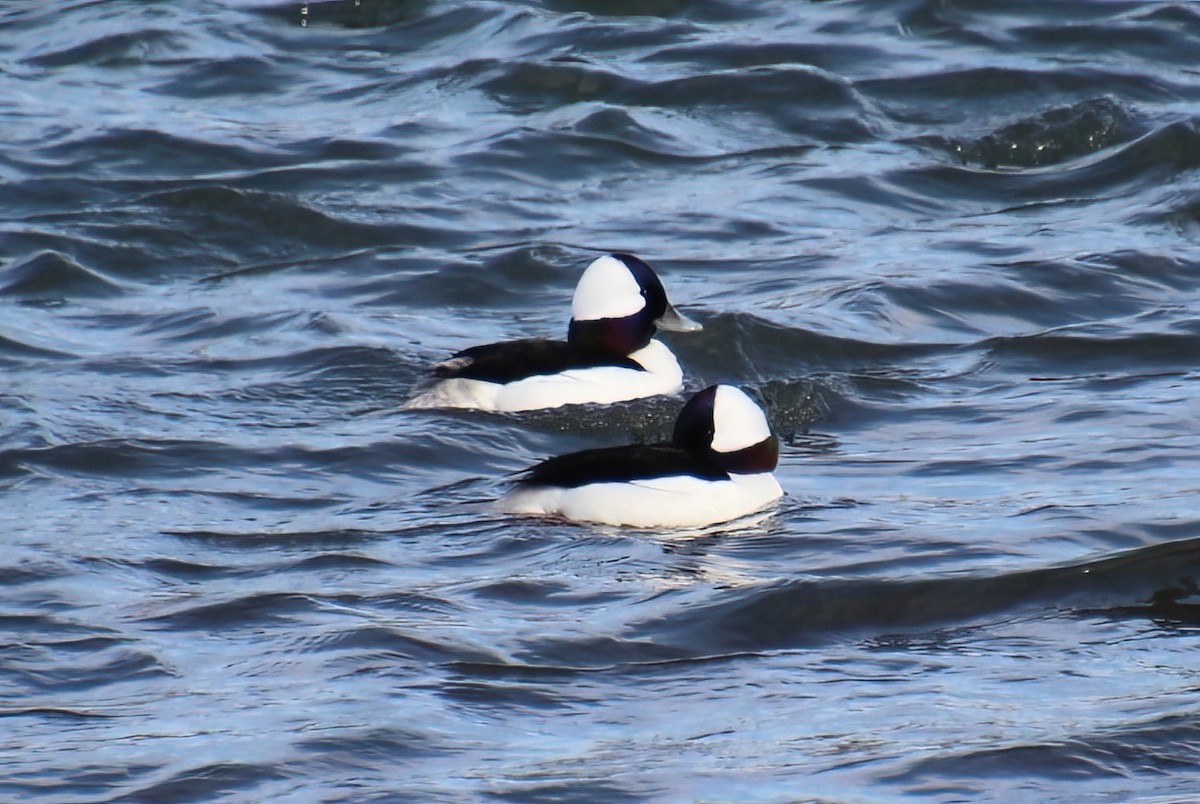 Bufflehead - Elaine Cassidy