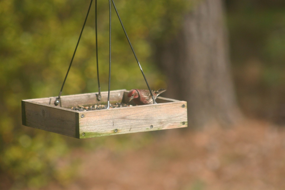 House/Purple Finch - ML549134901