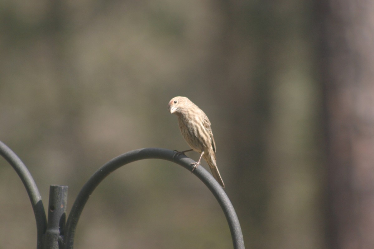 House Finch - ML549135091