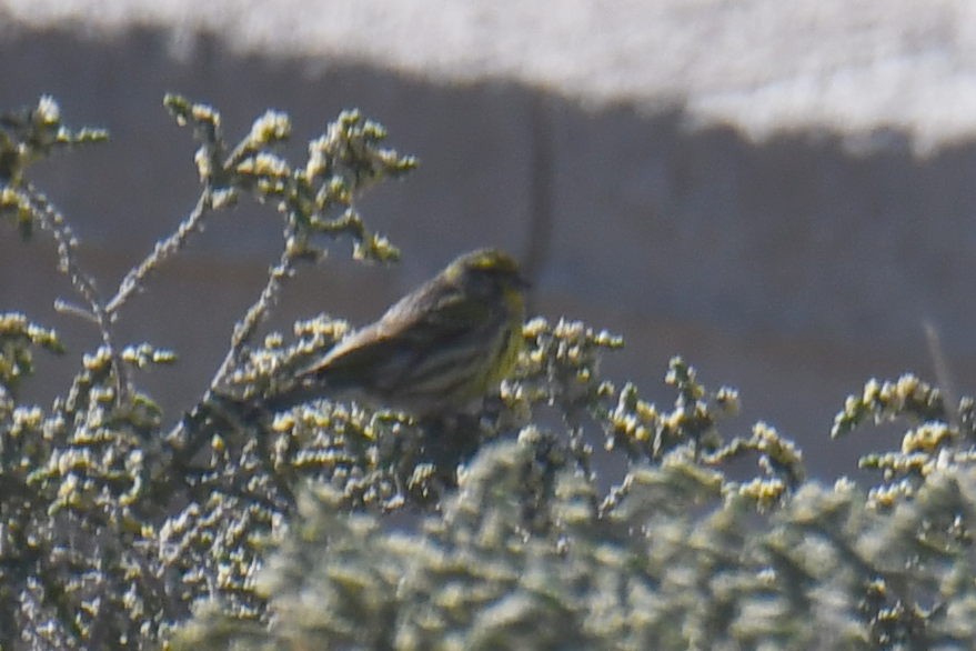 European Serin - ML549135791