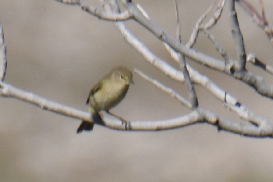 Common Chiffchaff - ML549136001