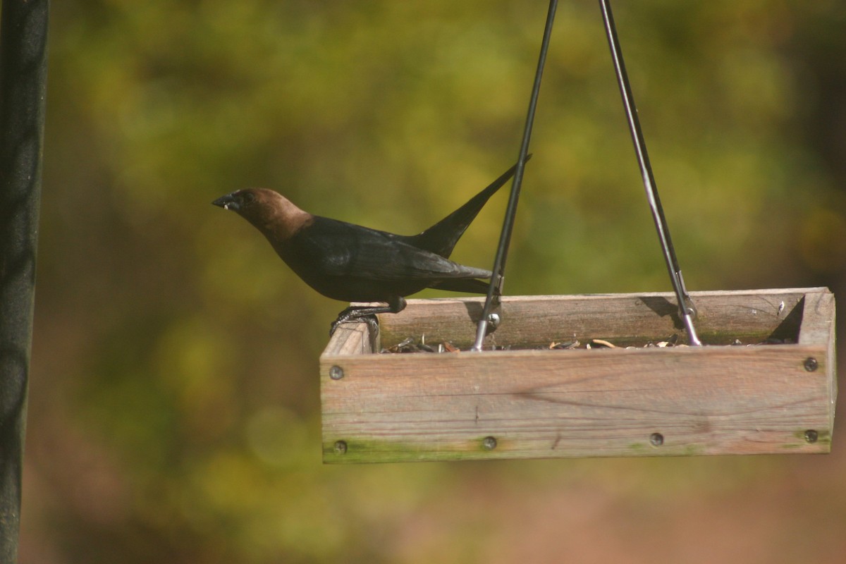 Brown-headed Cowbird - ML549136701