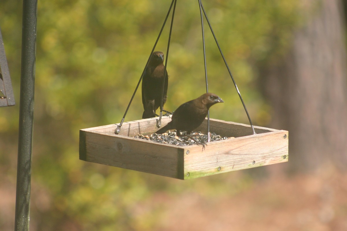 Brown-headed Cowbird - ML549136731