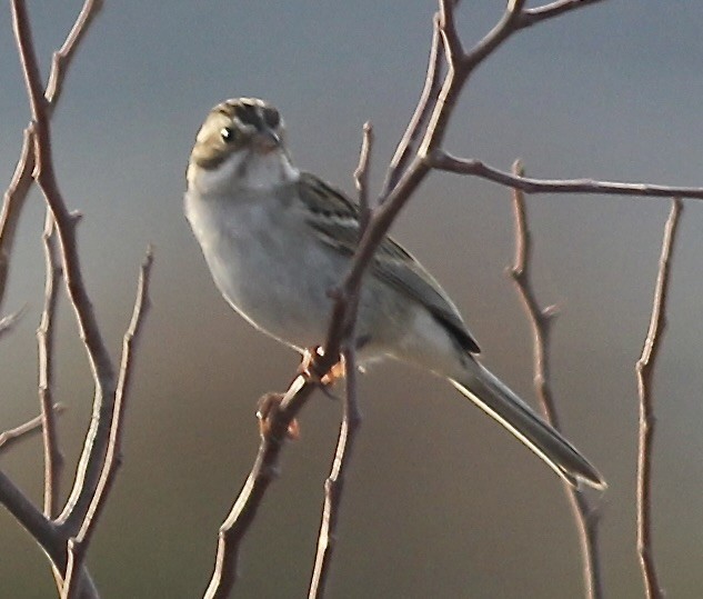Clay-colored Sparrow - ML549139571