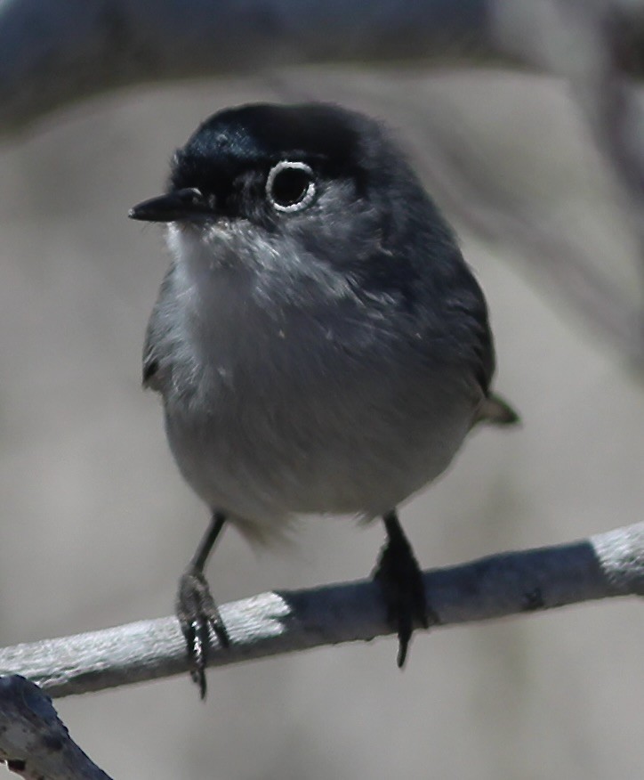 Black-tailed Gnatcatcher - ML549140521