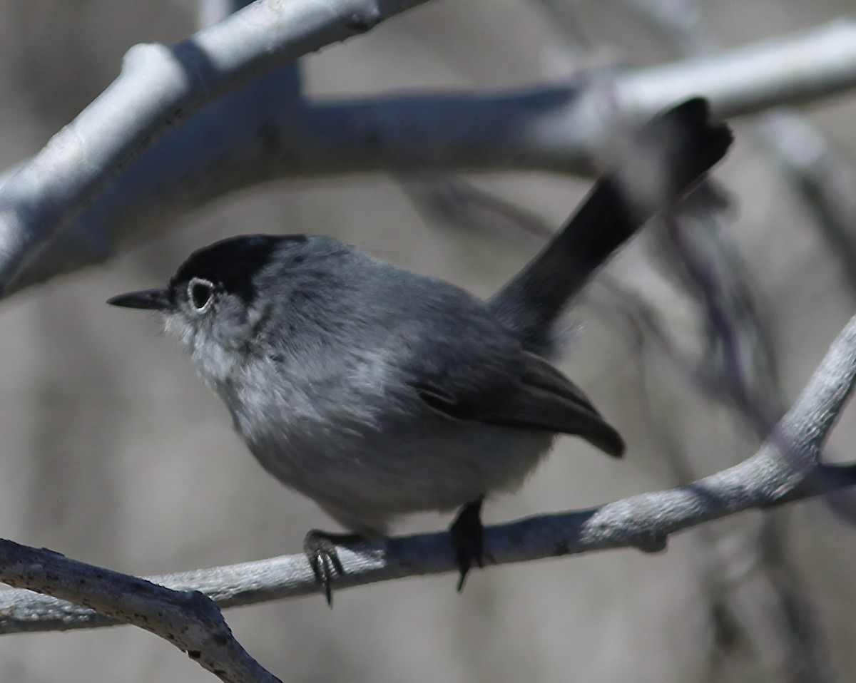 Black-tailed Gnatcatcher - ML549140541