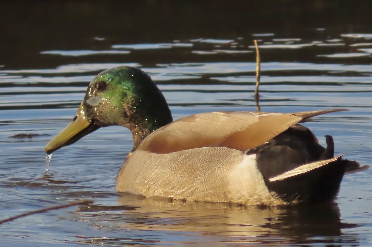 Mallard - ML549141661