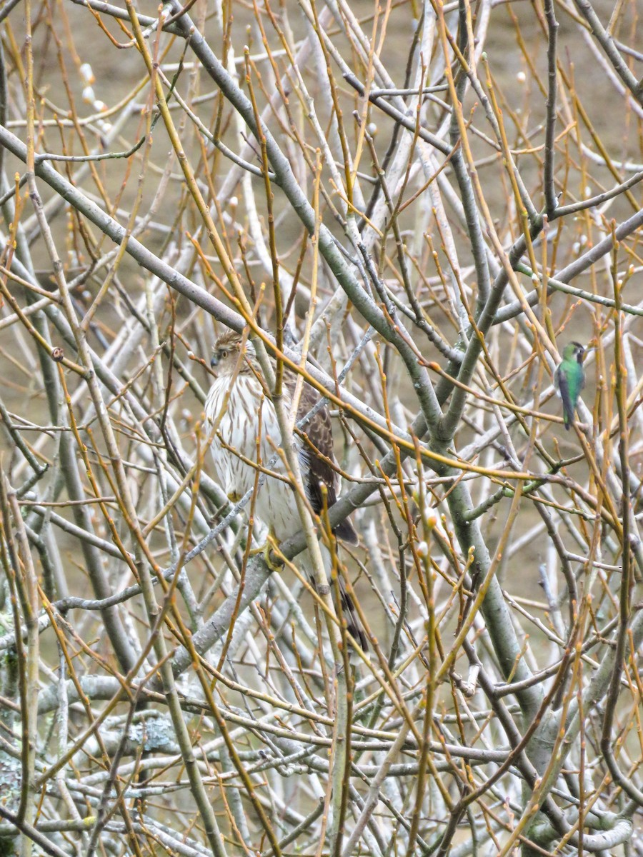 Cooper's Hawk - ML549141781