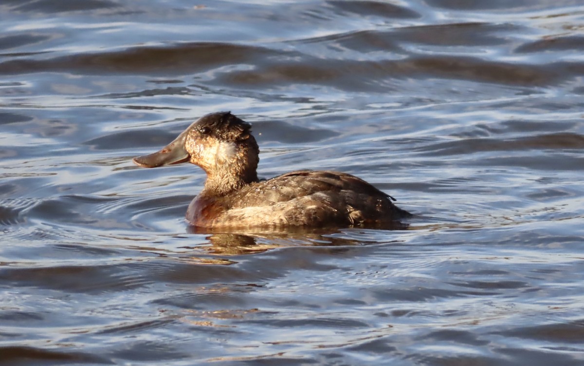 Ruddy Duck - ML549141871