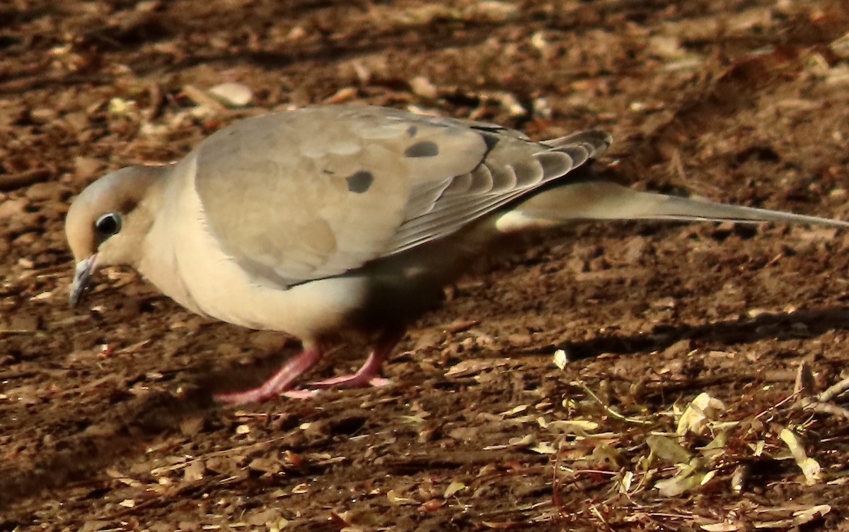 Mourning Dove - ML549142011