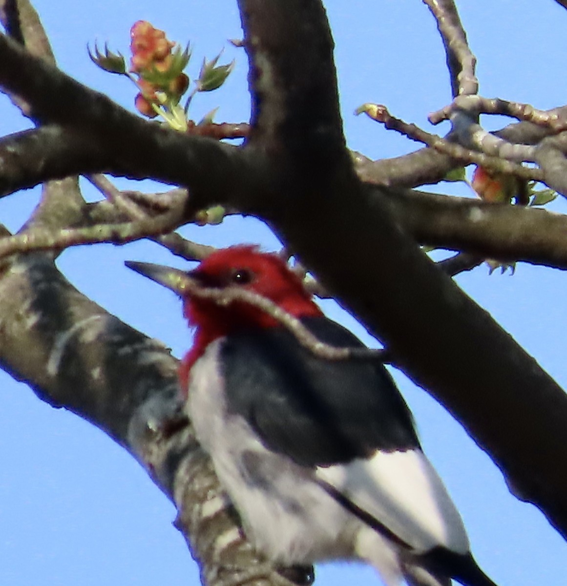 Red-headed Woodpecker - ML549142711