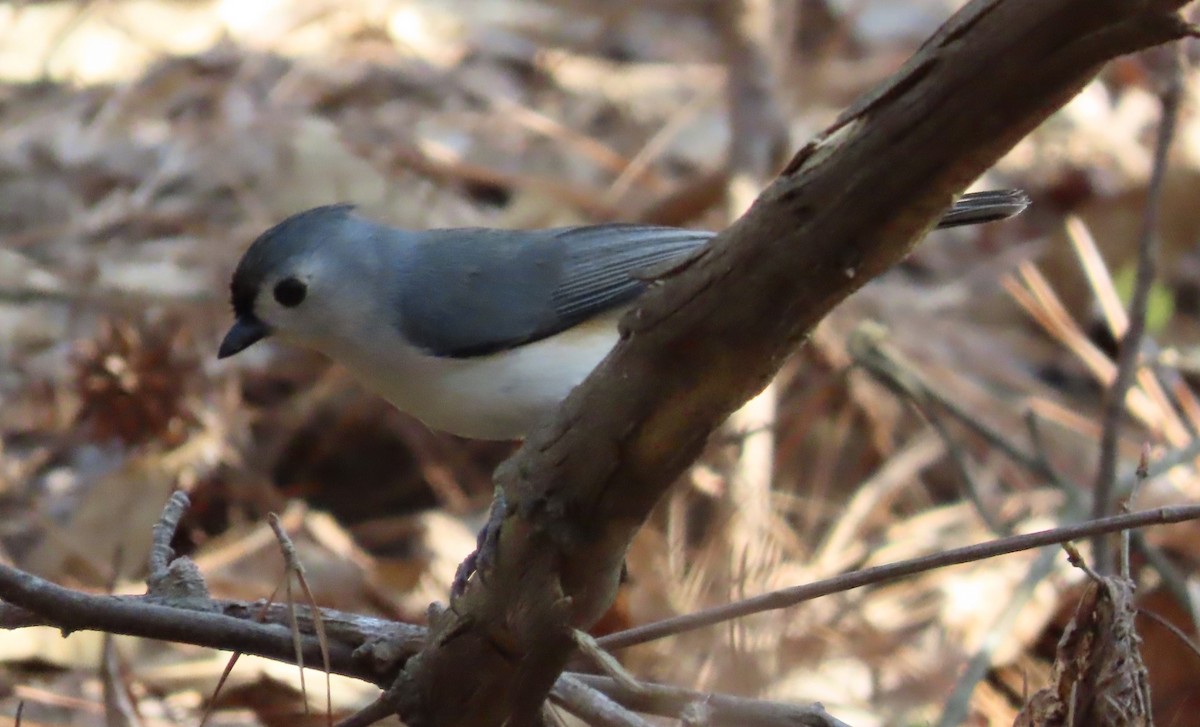 Tufted Titmouse - ML549142871