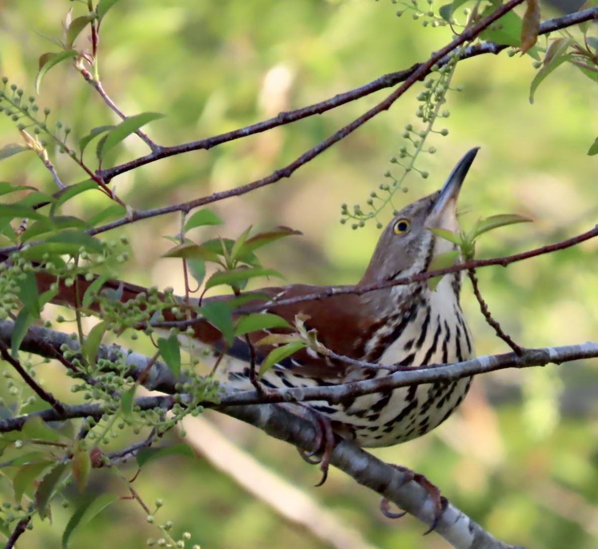 Brown Thrasher - ML549143201