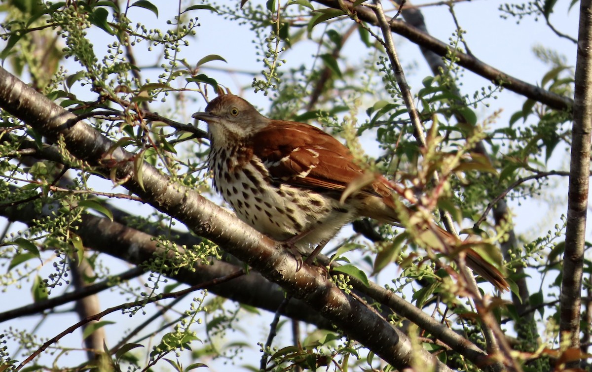 Brown Thrasher - ML549143211