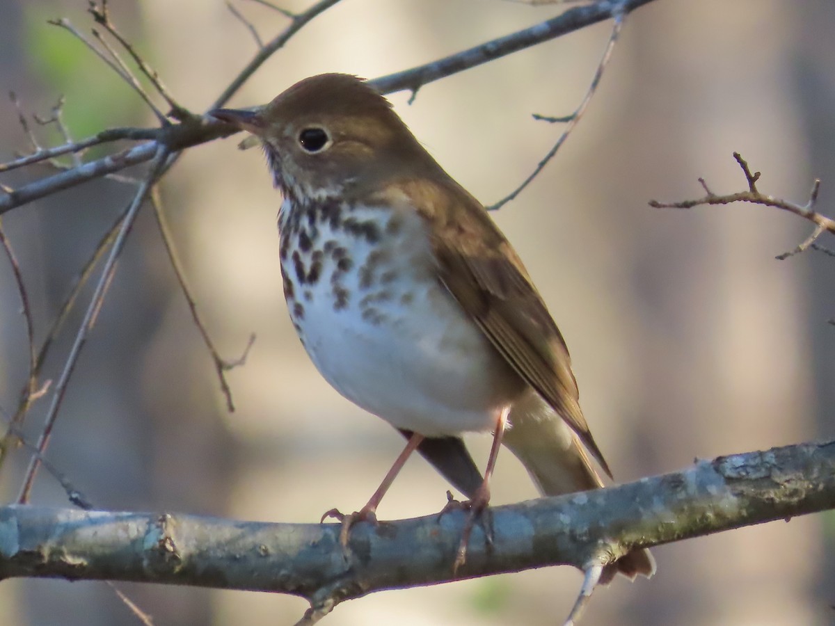 Hermit Thrush - ML549143391