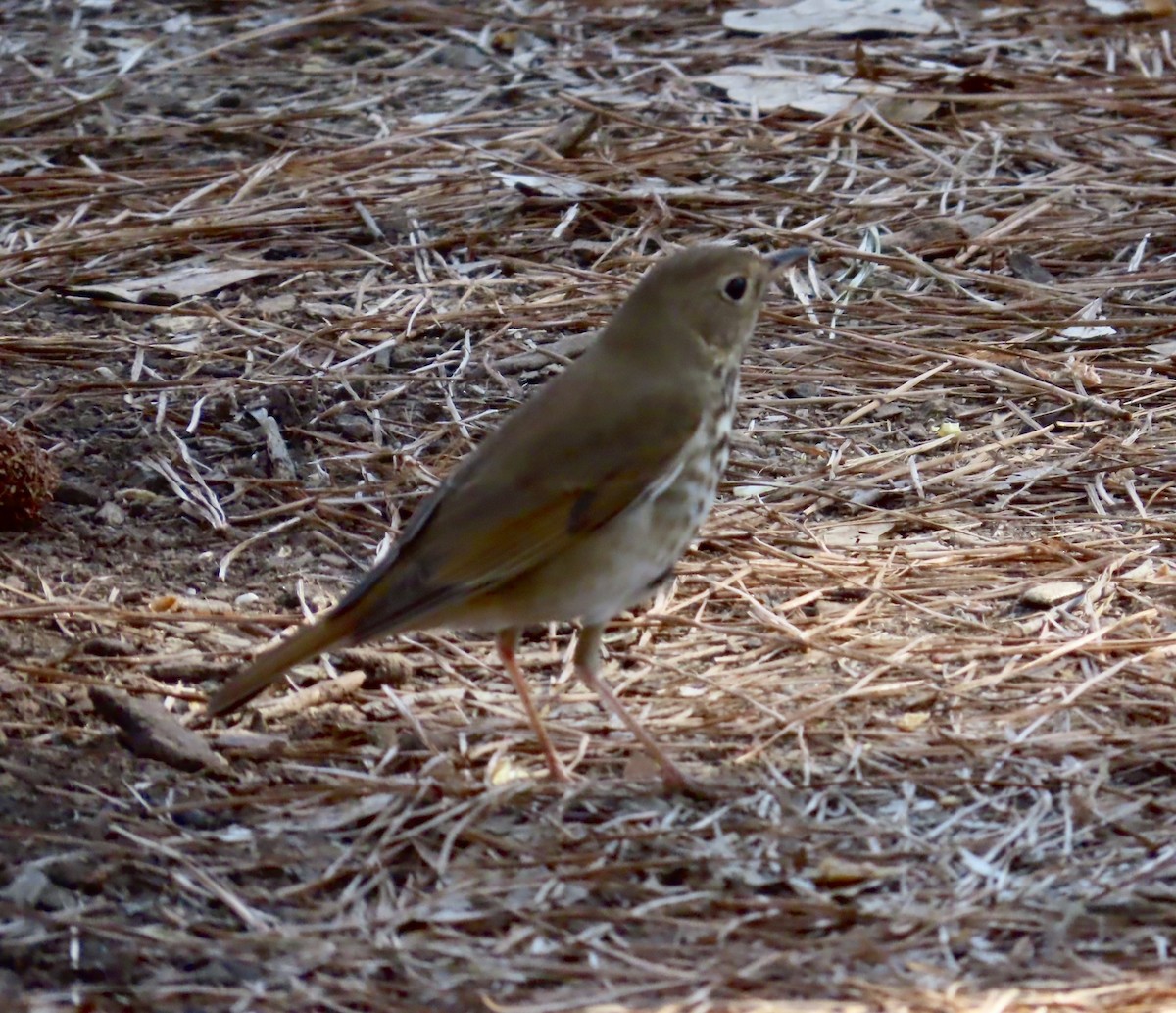 Hermit Thrush - ML549143401