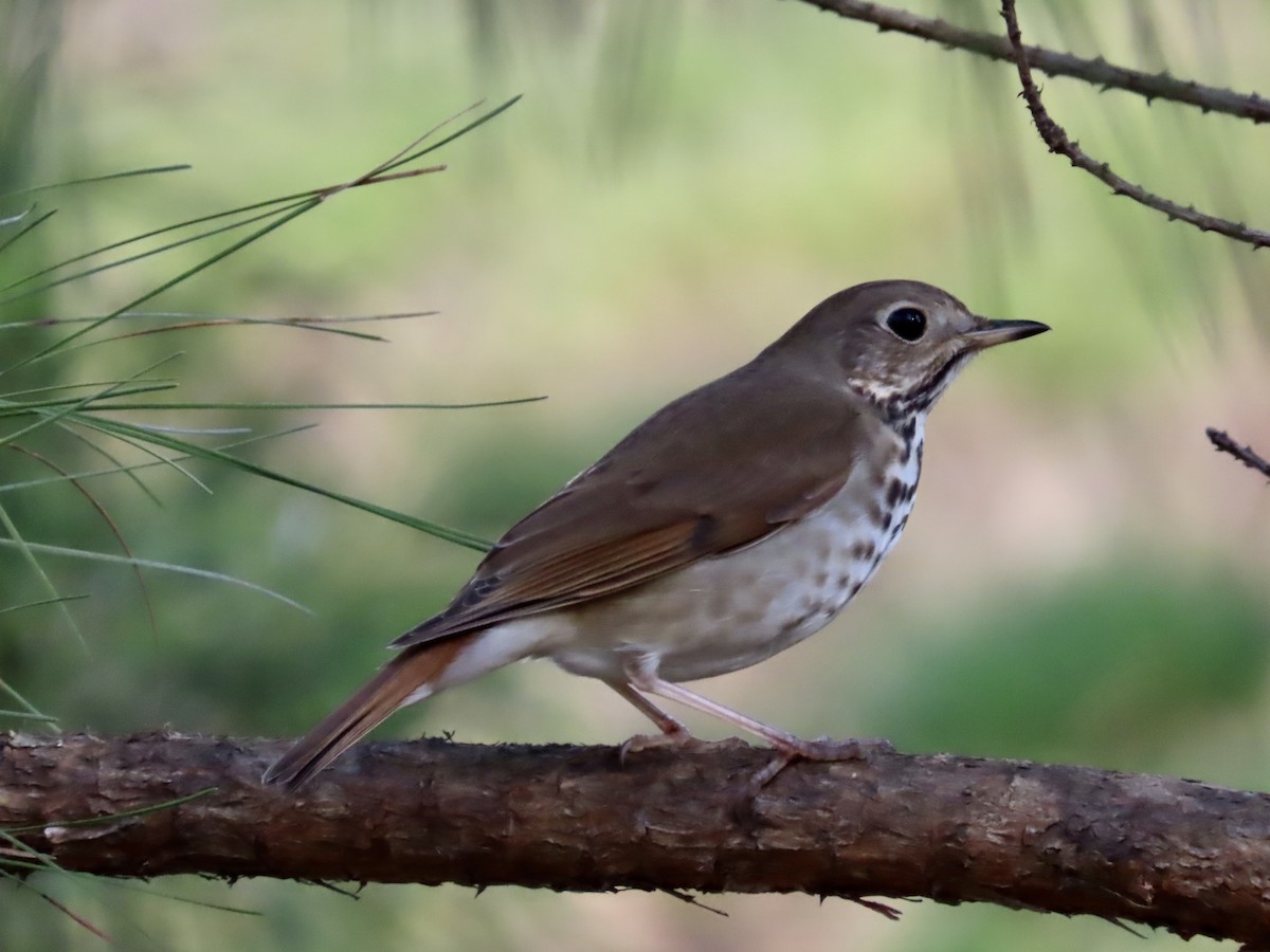 Hermit Thrush - ML549143411