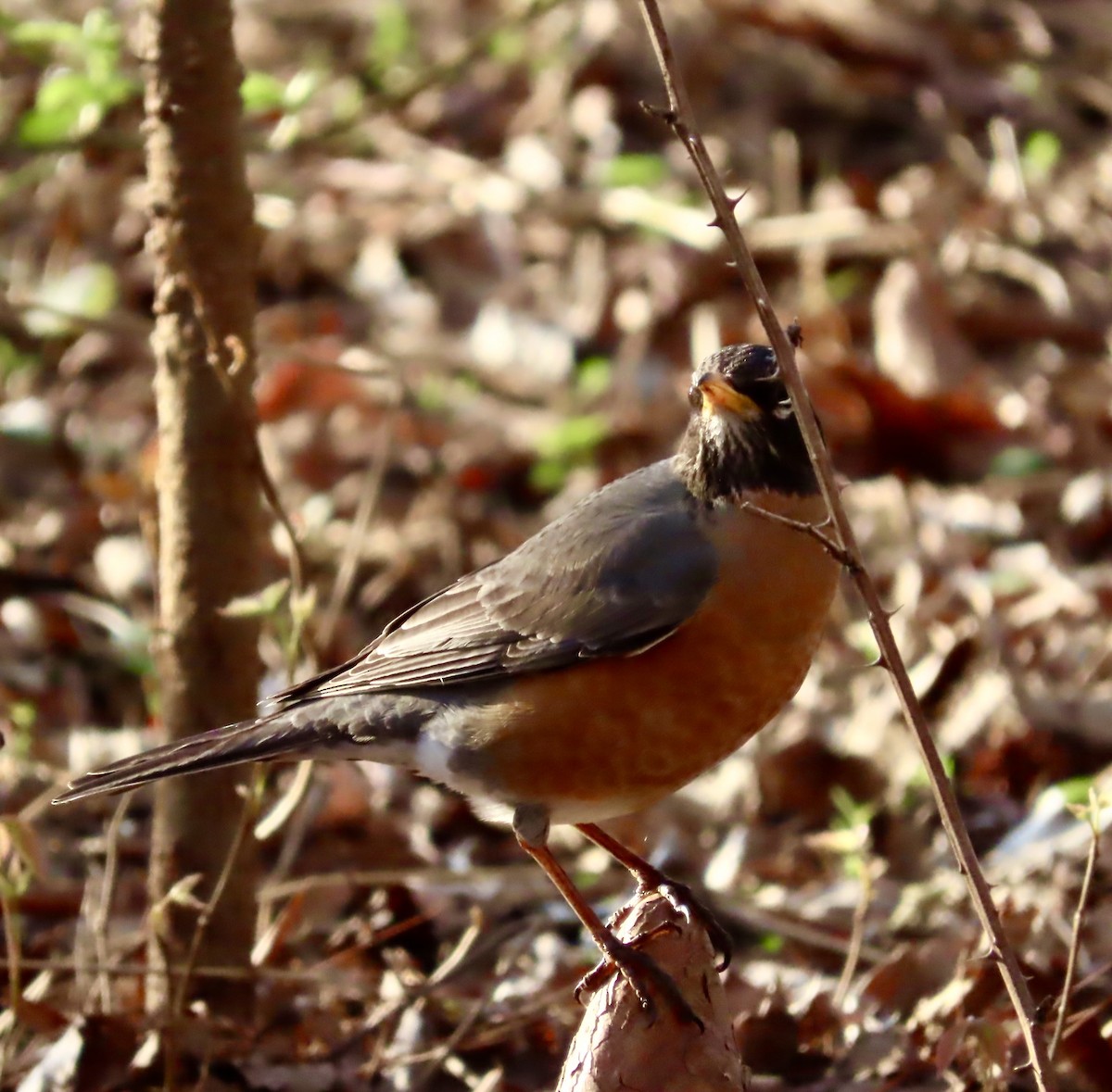 American Robin - ML549143661