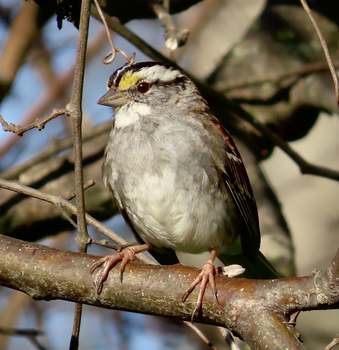 White-throated Sparrow - ML549144081