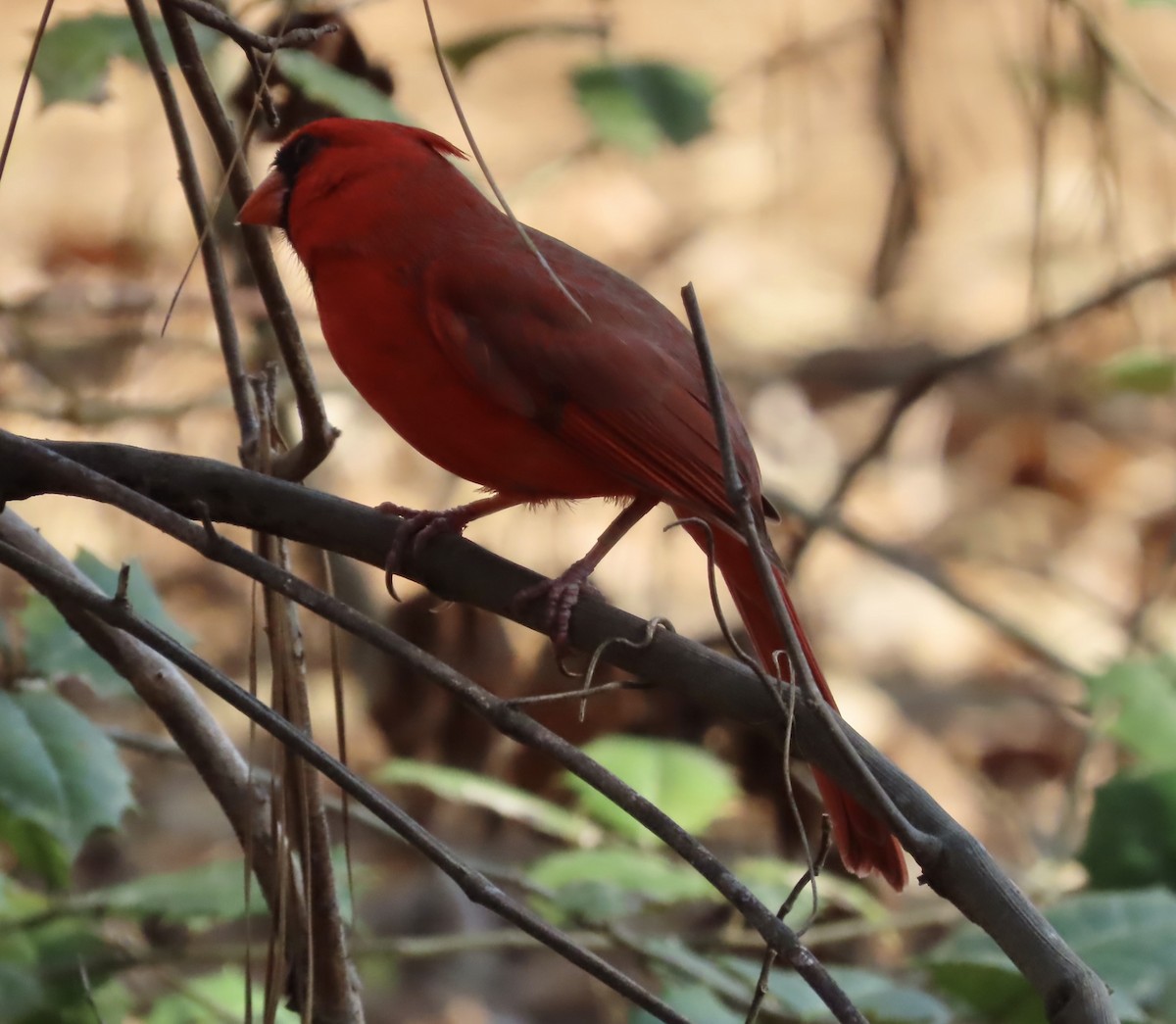 Northern Cardinal - ML549144291