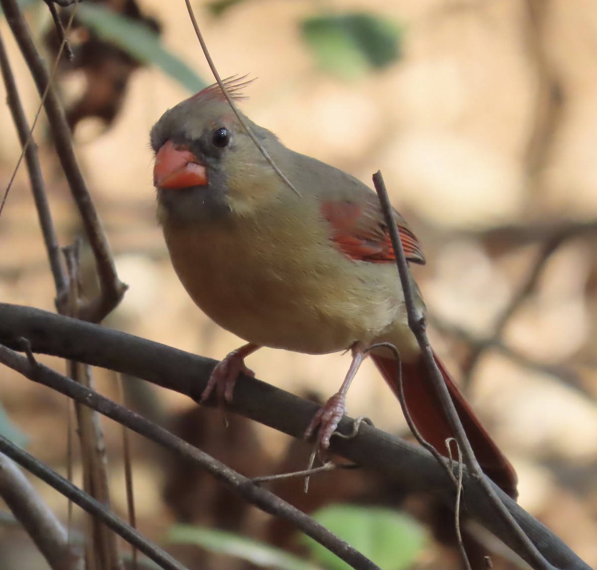 Northern Cardinal - ML549144301