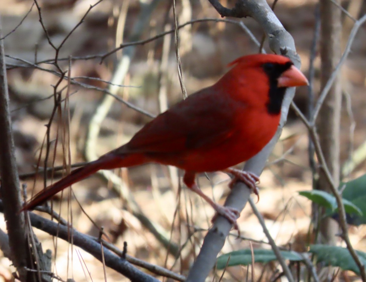 Northern Cardinal - ML549144311